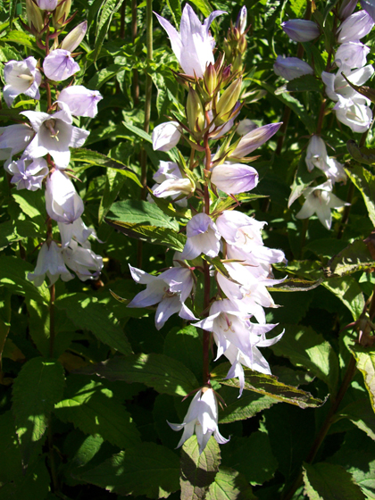 Giant Bellflower